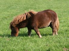 Pony-022.jpg